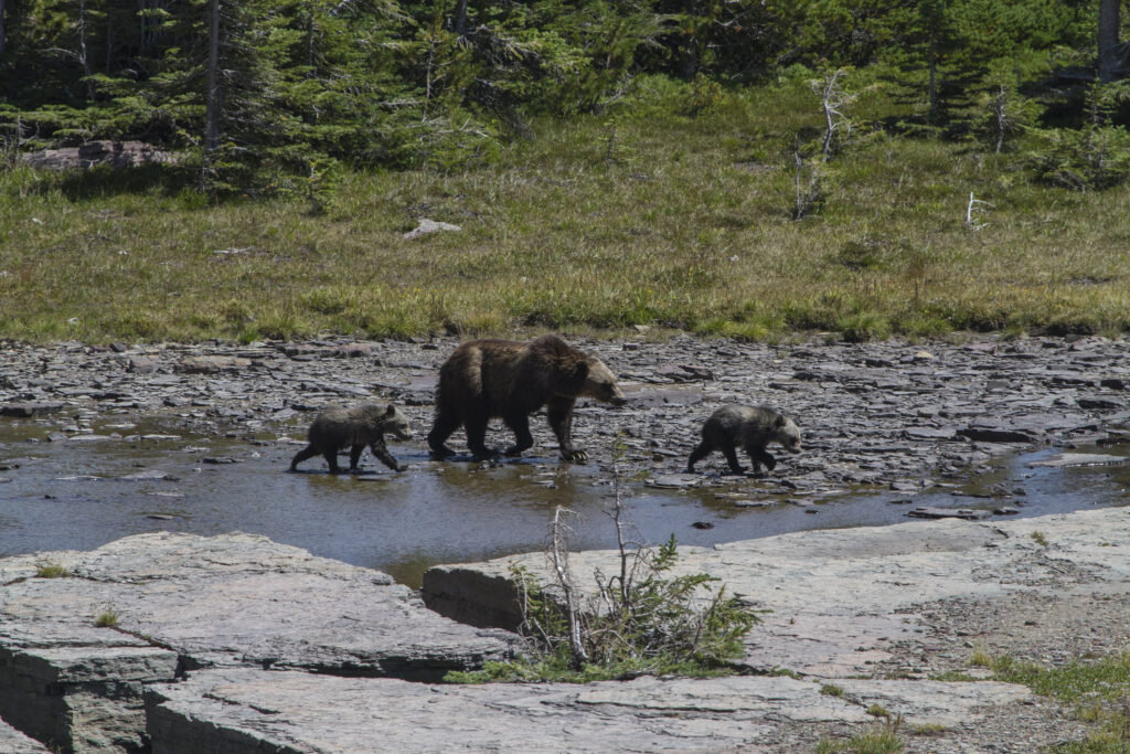 Glacier Grizzly and Cubs NPS Andrew Englehorn - 2026's Ten Best National Parks in Summer