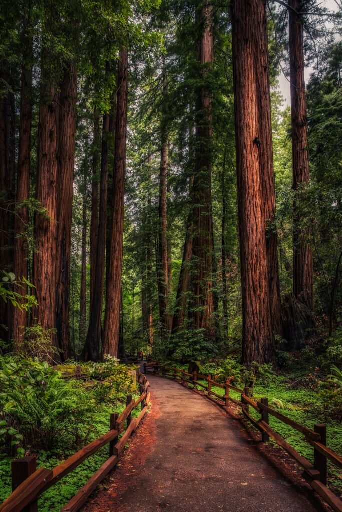 Redwood Hiking Path Justin Brown - 2026's Ten Best National Parks in Summer