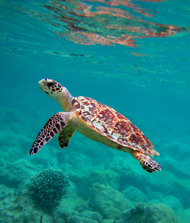 Virgin Islands Hawksbill Turtle NPS Caroline Rogers - 2026's Ten Best National Parks in Summer