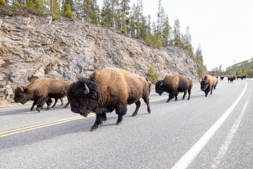 Yellowstone Bison on Road NPS Jacob Frank - 2026's Ten Best National Parks in Summer
