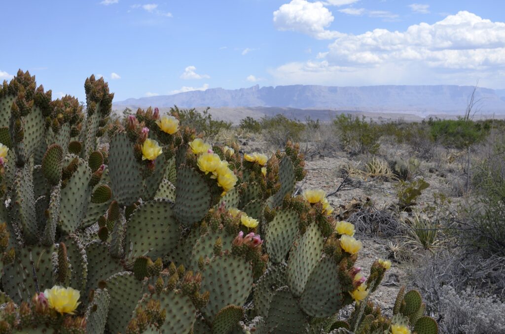 Cactus blooms inside Big Bend National Park