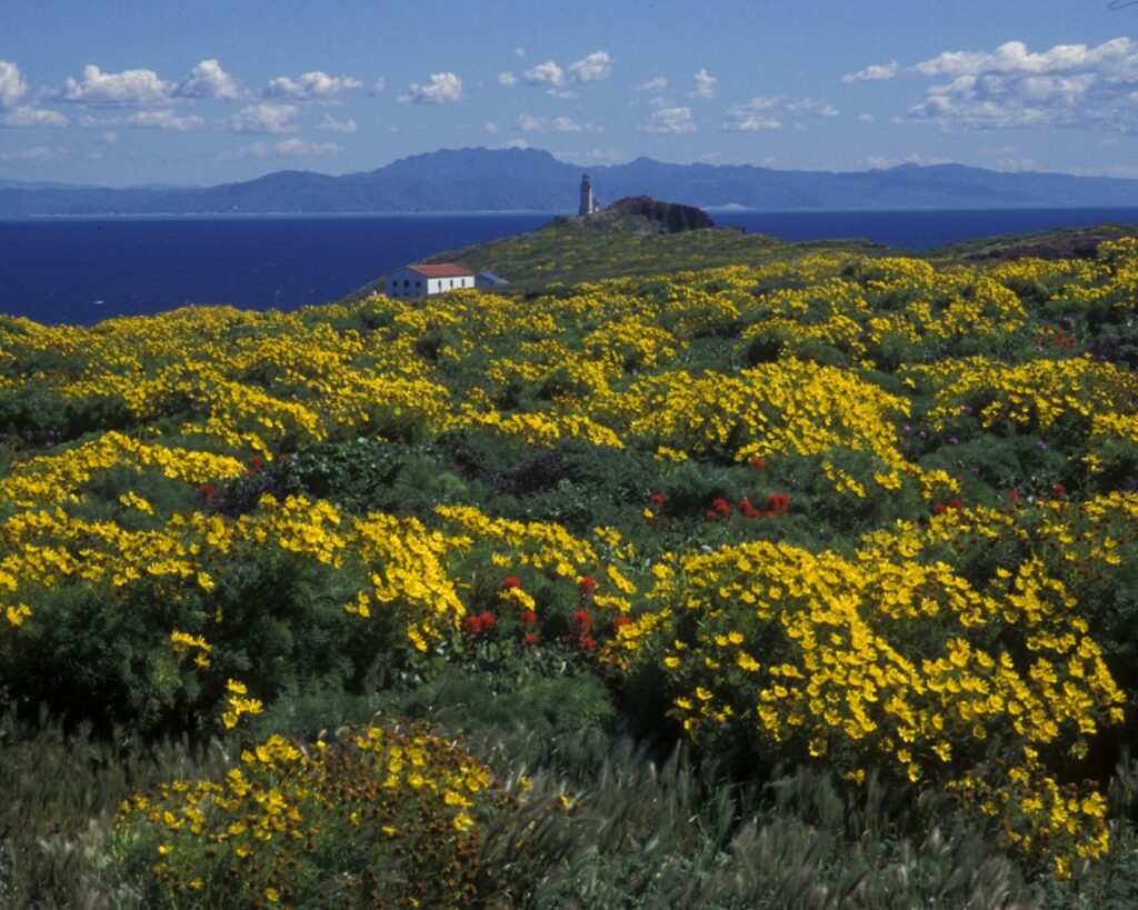 Wildflowers blooming in Channel Islands National Park, the best national park to visit in spring