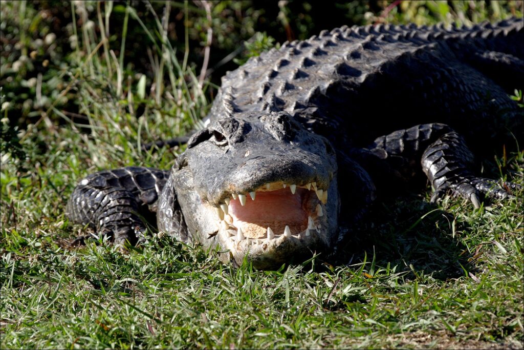 An angry alligator showing its teeth inside Everglades National Park, a top ten spring national park