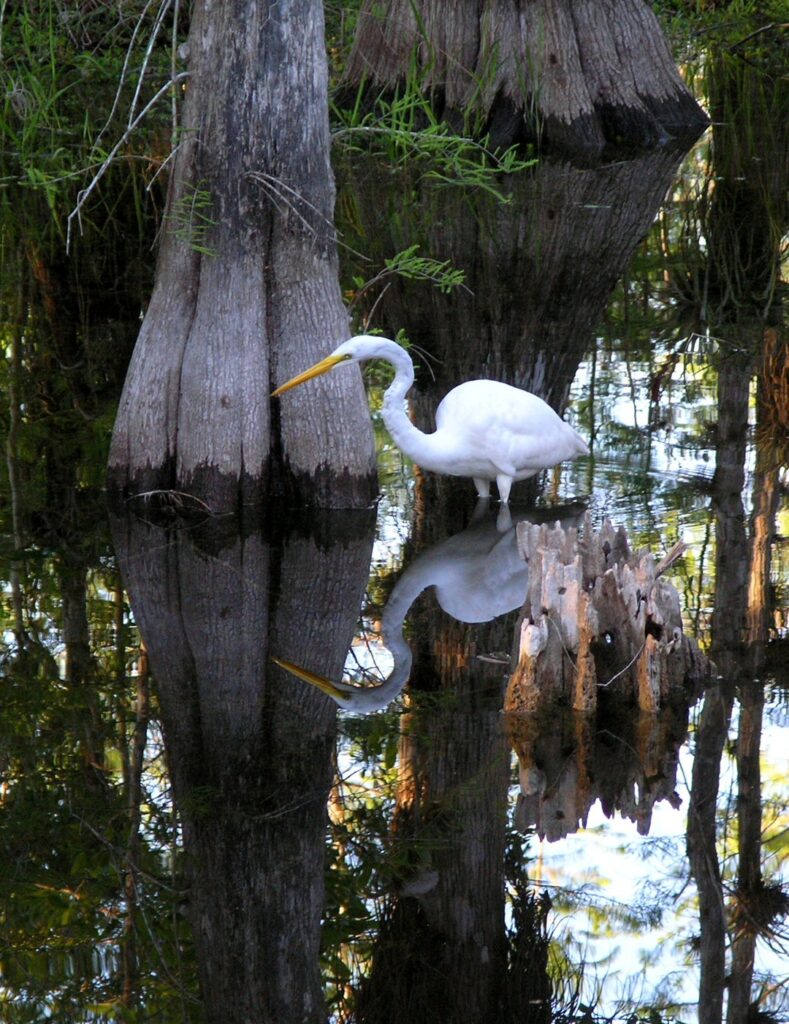 A great egret standing among the cypress in Everglades National Park, #7 on the list of best national parks to visit in Spring
