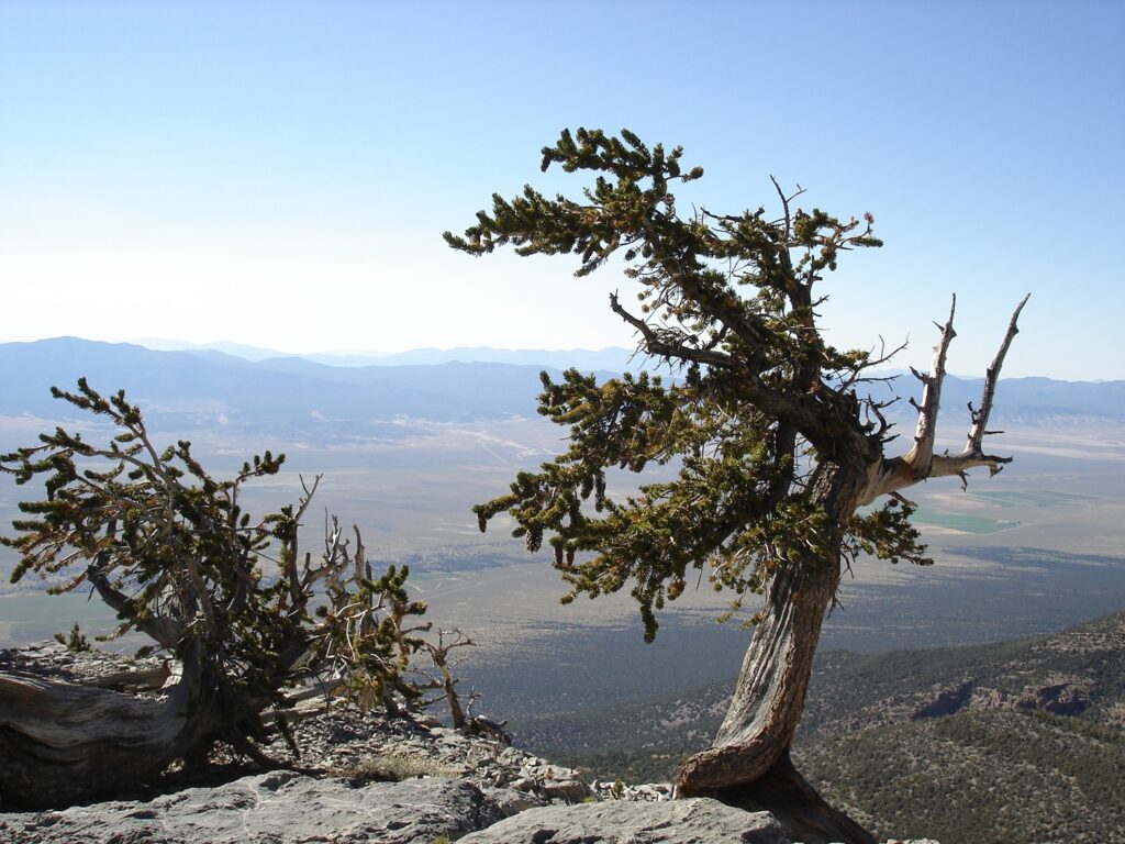 A sturdy bristlecone pinetree in Great Basin National Park, a top ten national park in spring