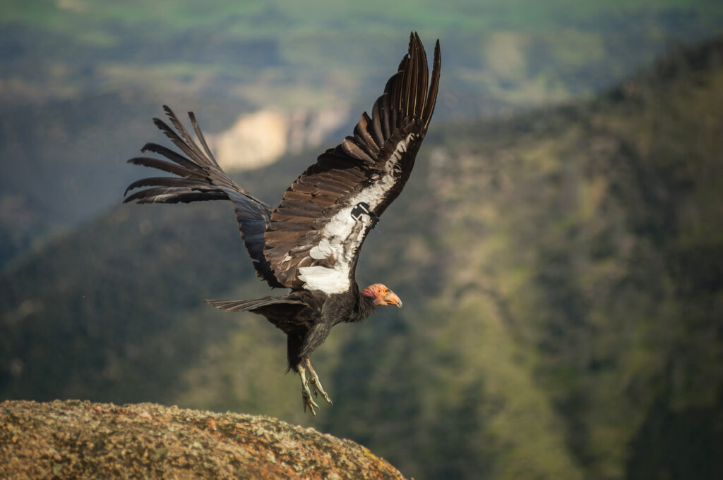 A california condor taking flight in Pinnacles National Park, a top ten national park in spring