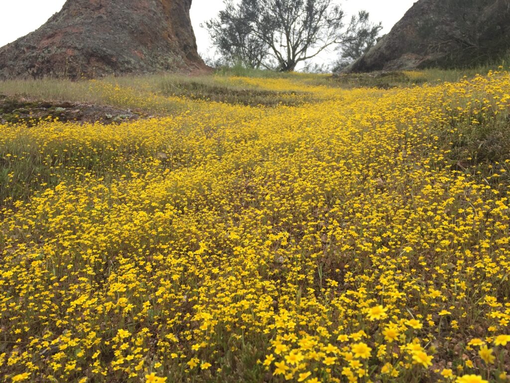 A carpet of wildflowers at Pinnacles National Park, one of the best national parks to visit in spring
