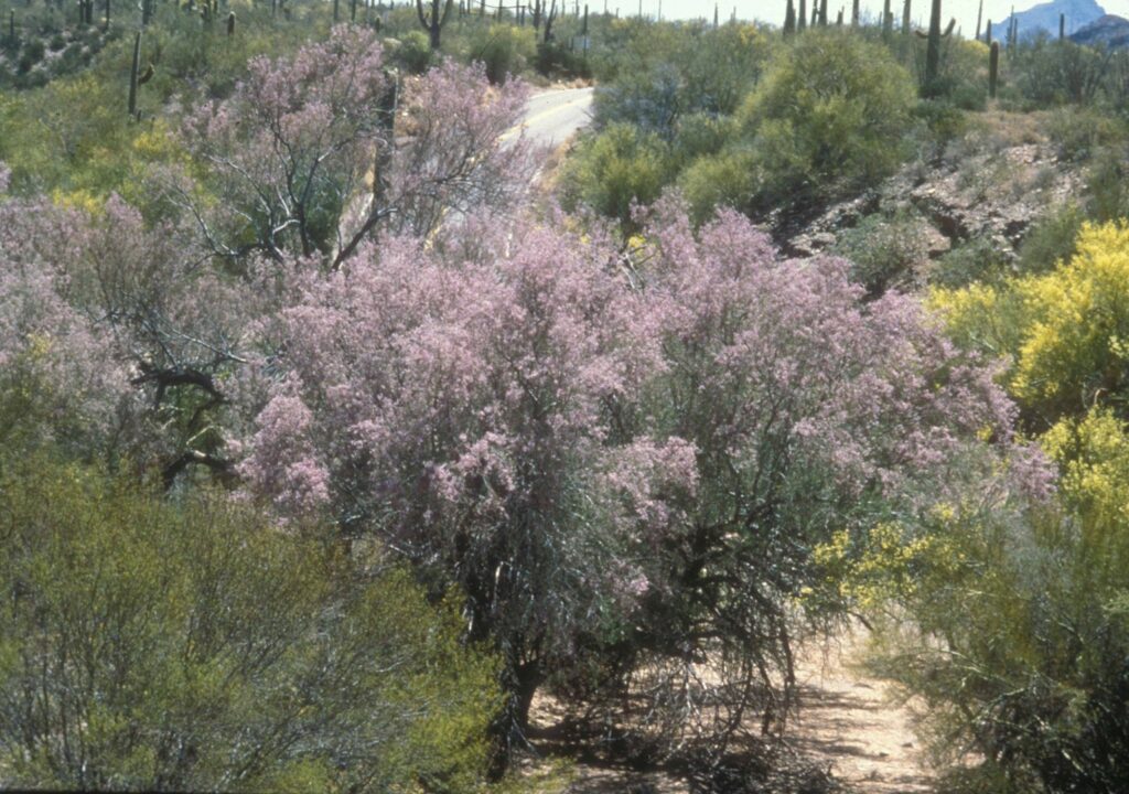 Ironwood trees in bloom at Saguaro National Park, one of the best national parks to visit in spring