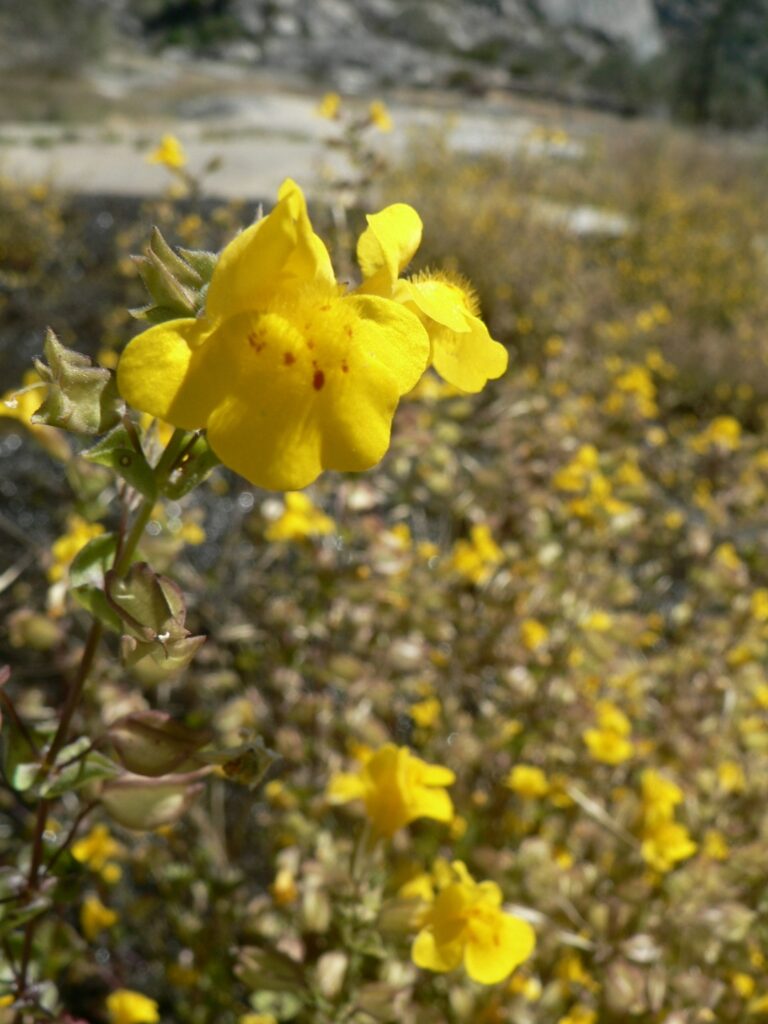 Yosemite Wildflower NPS - The 10 Best National Parks to Visit in Spring 2026