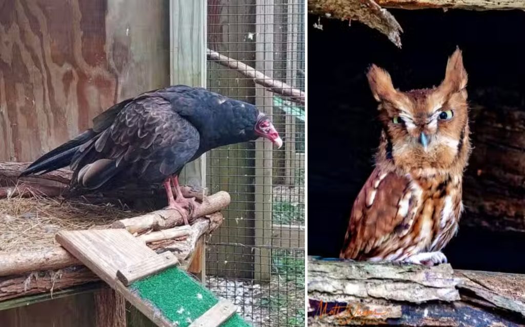 Three Rivers Avian Center - A Handy Visitor's Guide to Beckley, WV!