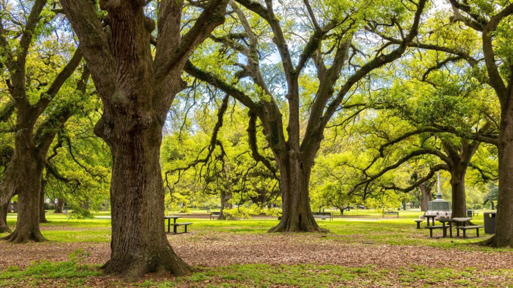shutterstock 2443252793281291029567582668455654 - Walking in New Orleans: How We Explored the City Without a Car