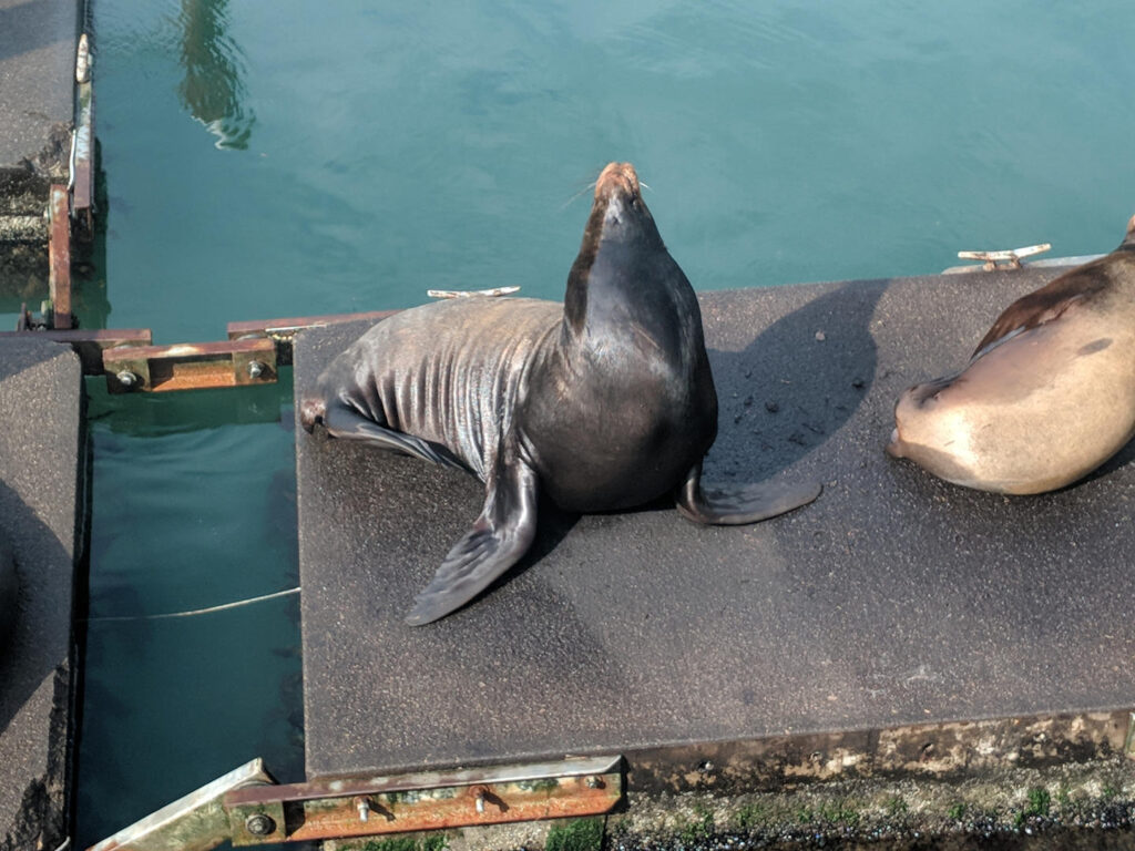 Newport Sea Lions - The Helpful Guide on Things to Do in Newport, Oregon!